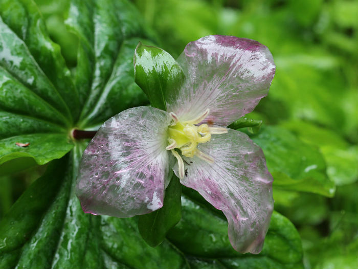 Giant Trillium